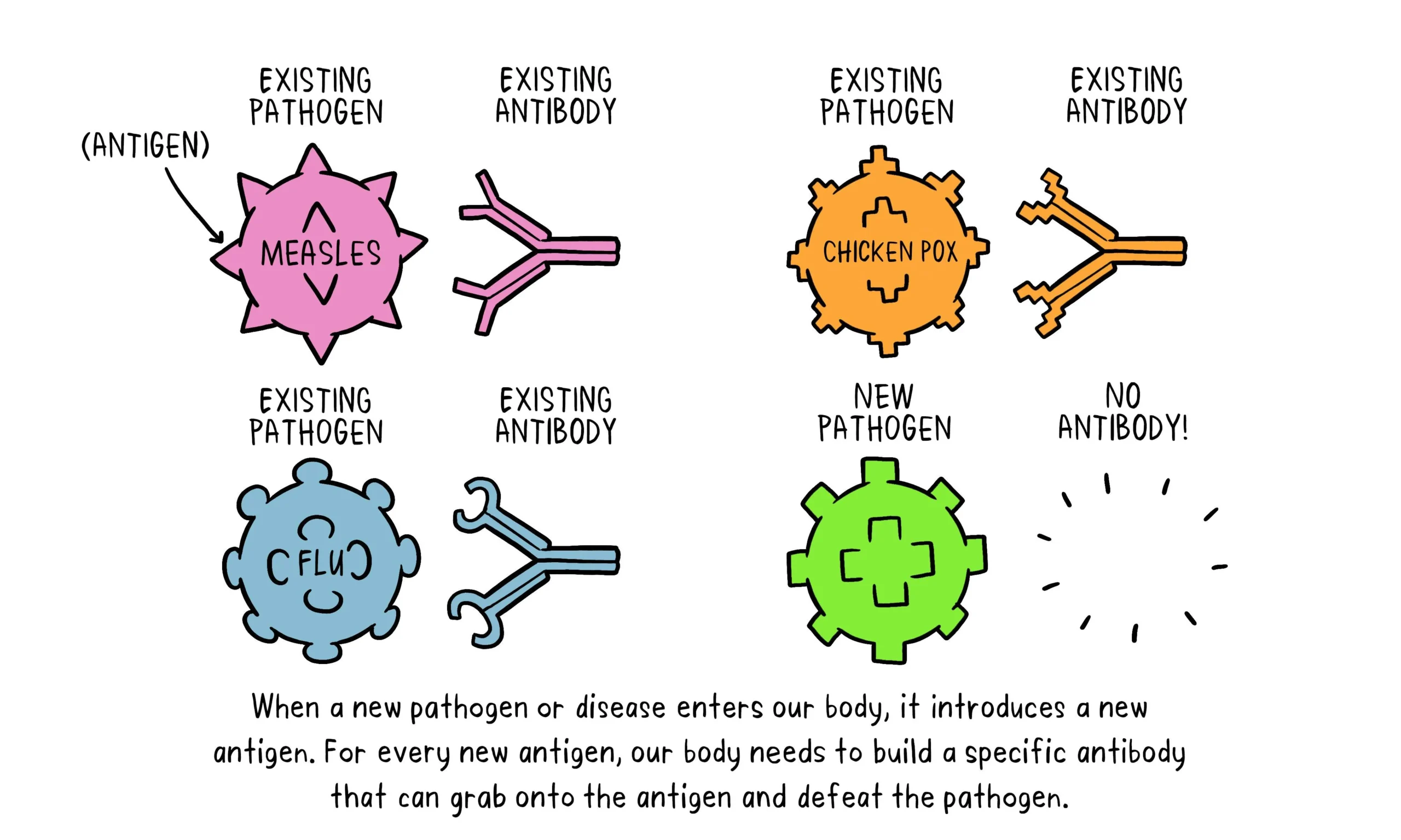 vaccines-antibody-illustration-01-29-oct7f4a97bd839b4b6996c82c1832a52682